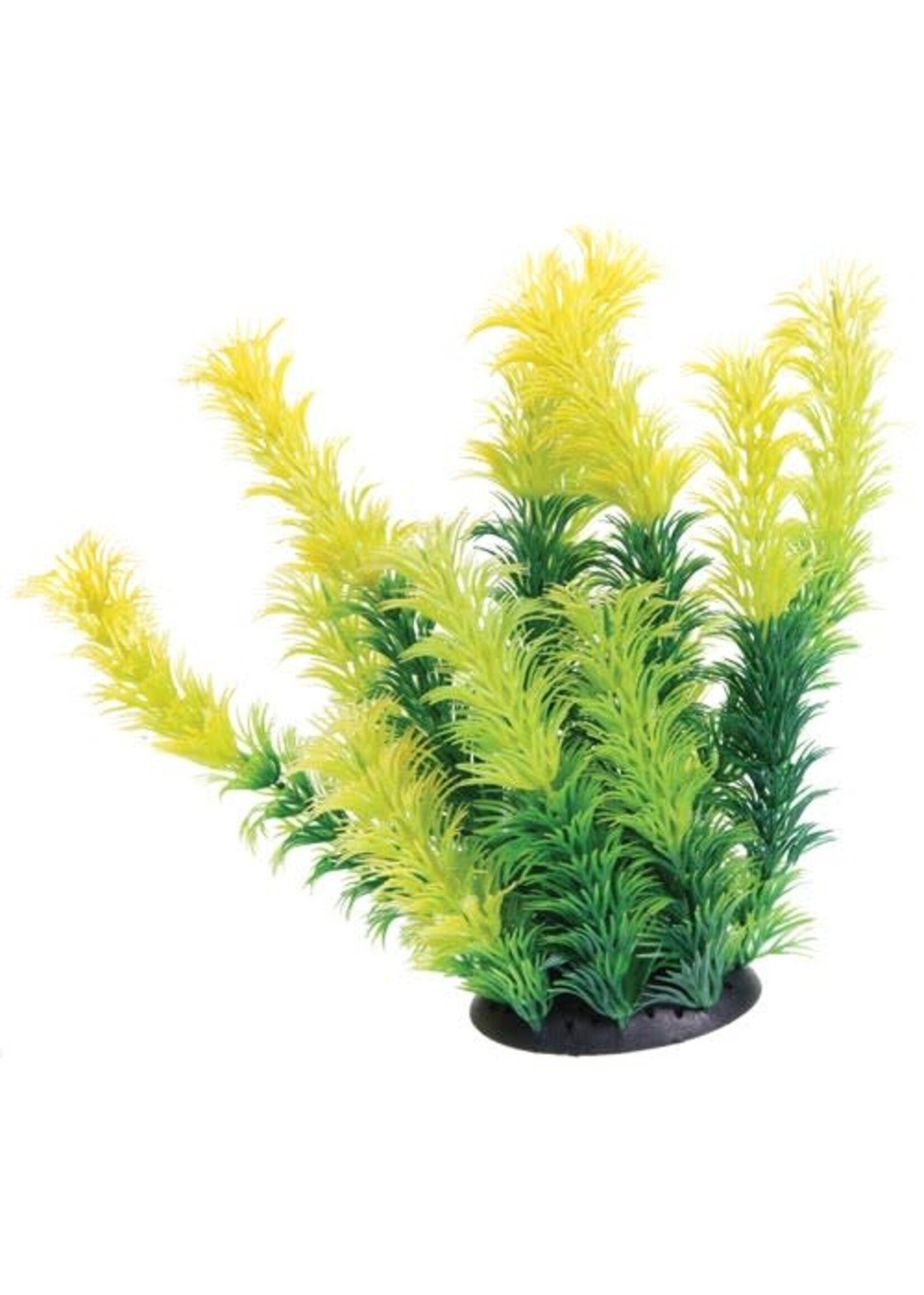 Underwater Treasures UT PLANT DIANDRA 6"