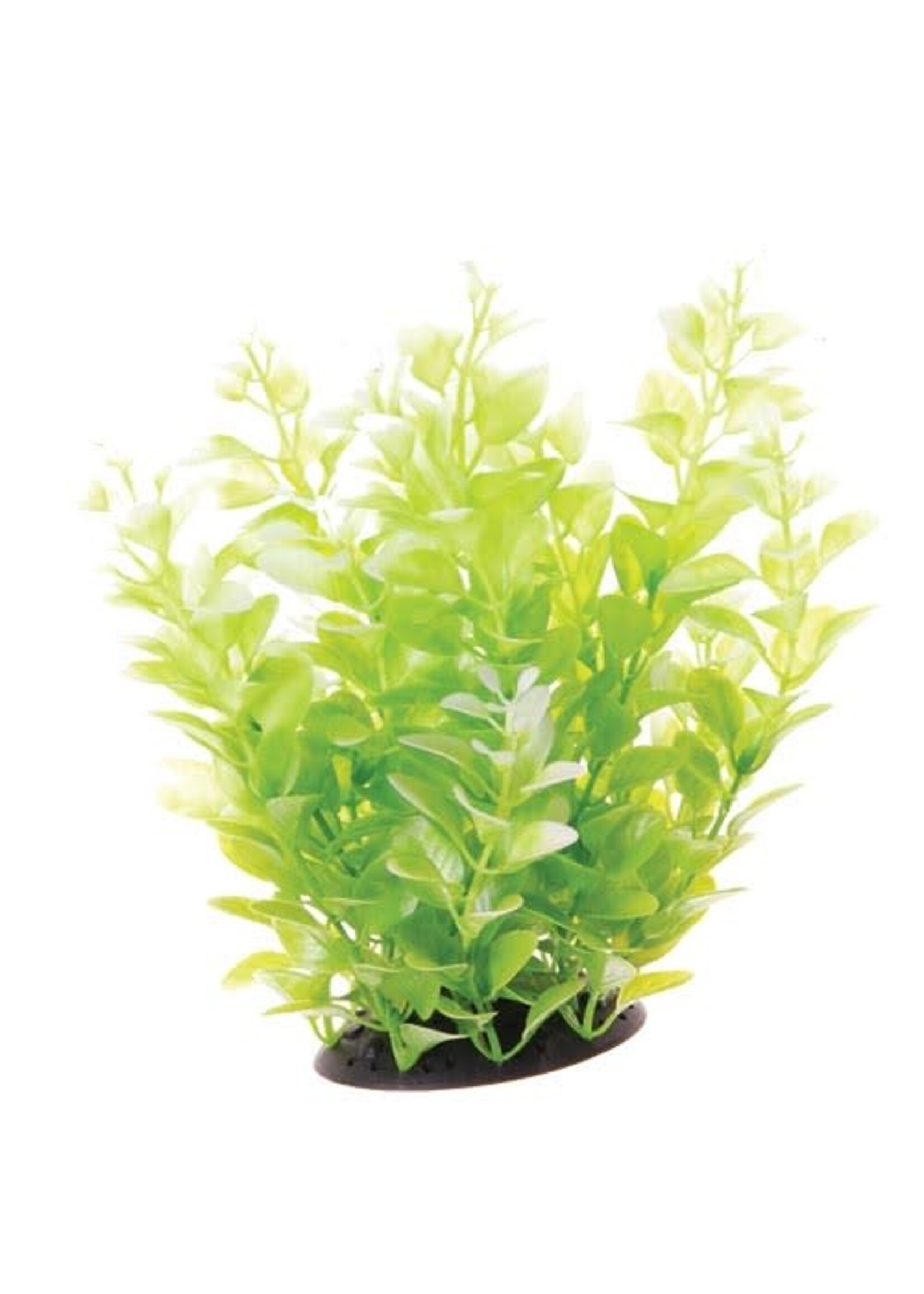 Underwater Treasures CARDAMINE WHITE TIPPED 10"