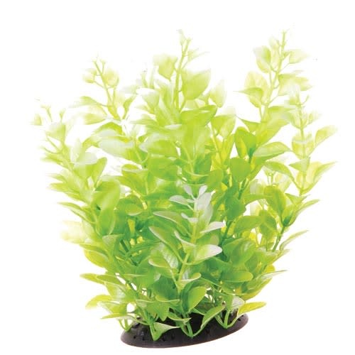 CARDAMINE WHITE TIPPED 10"