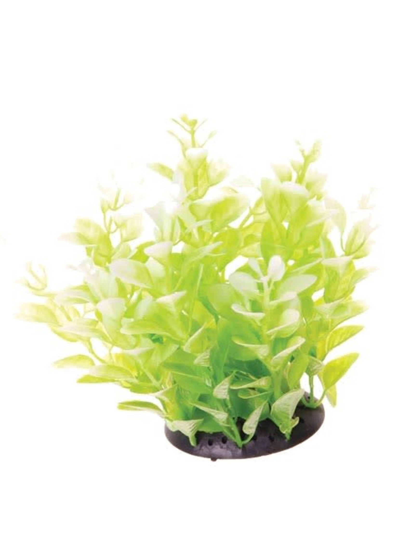 Underwater Treasures UT CARDAMINE WHITE TIPPED 6"