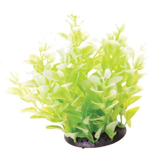 UT CARDAMINE WHITE TIPPED 6"