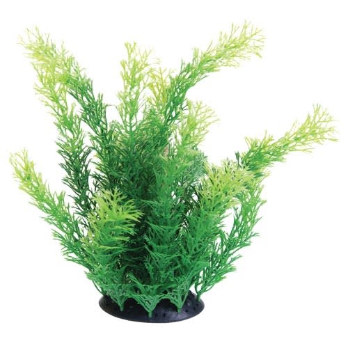 UT PLANT CABOMBA 10"