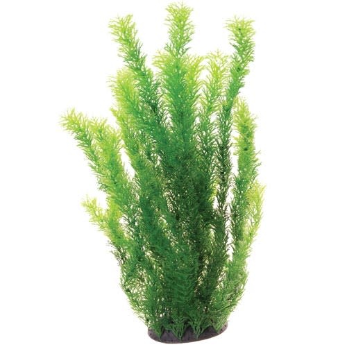 PLANT CABOMBA 20"