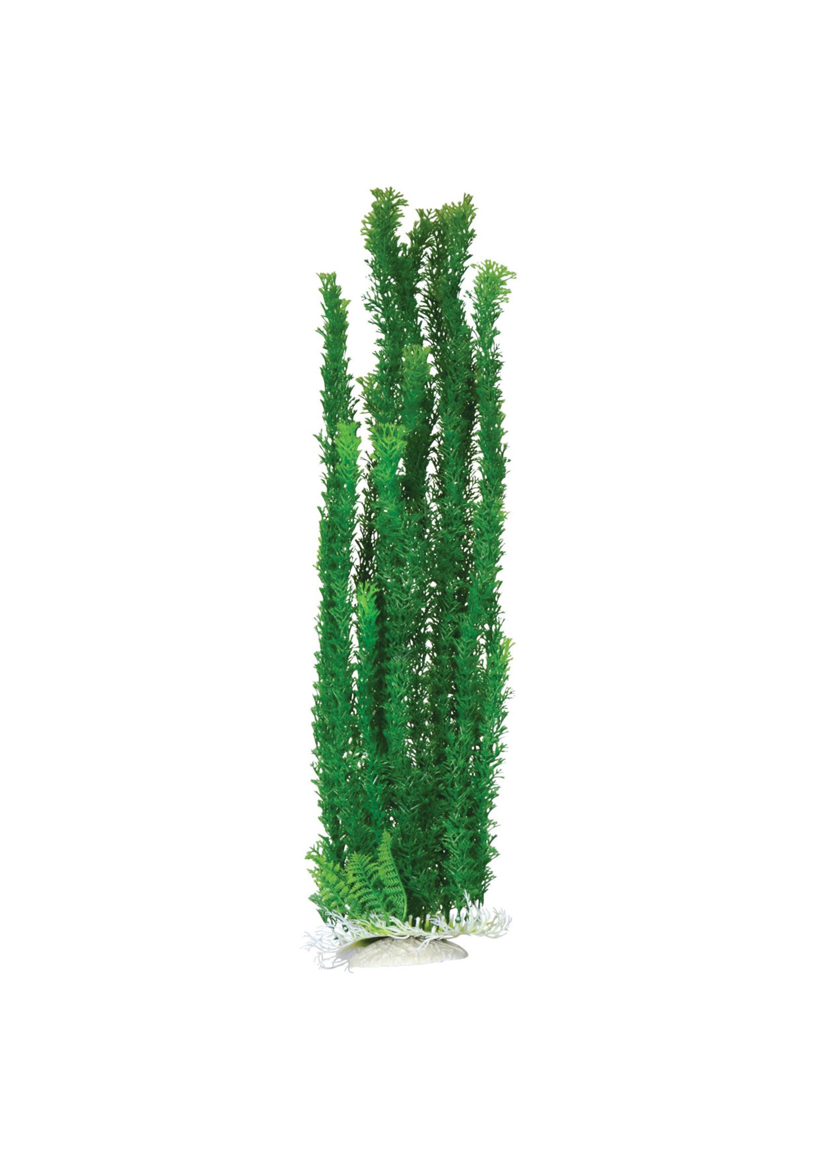 Underwater Treasures PLANT CABOMBA 24"