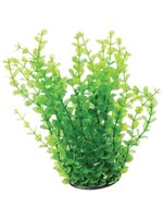 Underwater Treasures UT GREEN MONEYWORT 10"