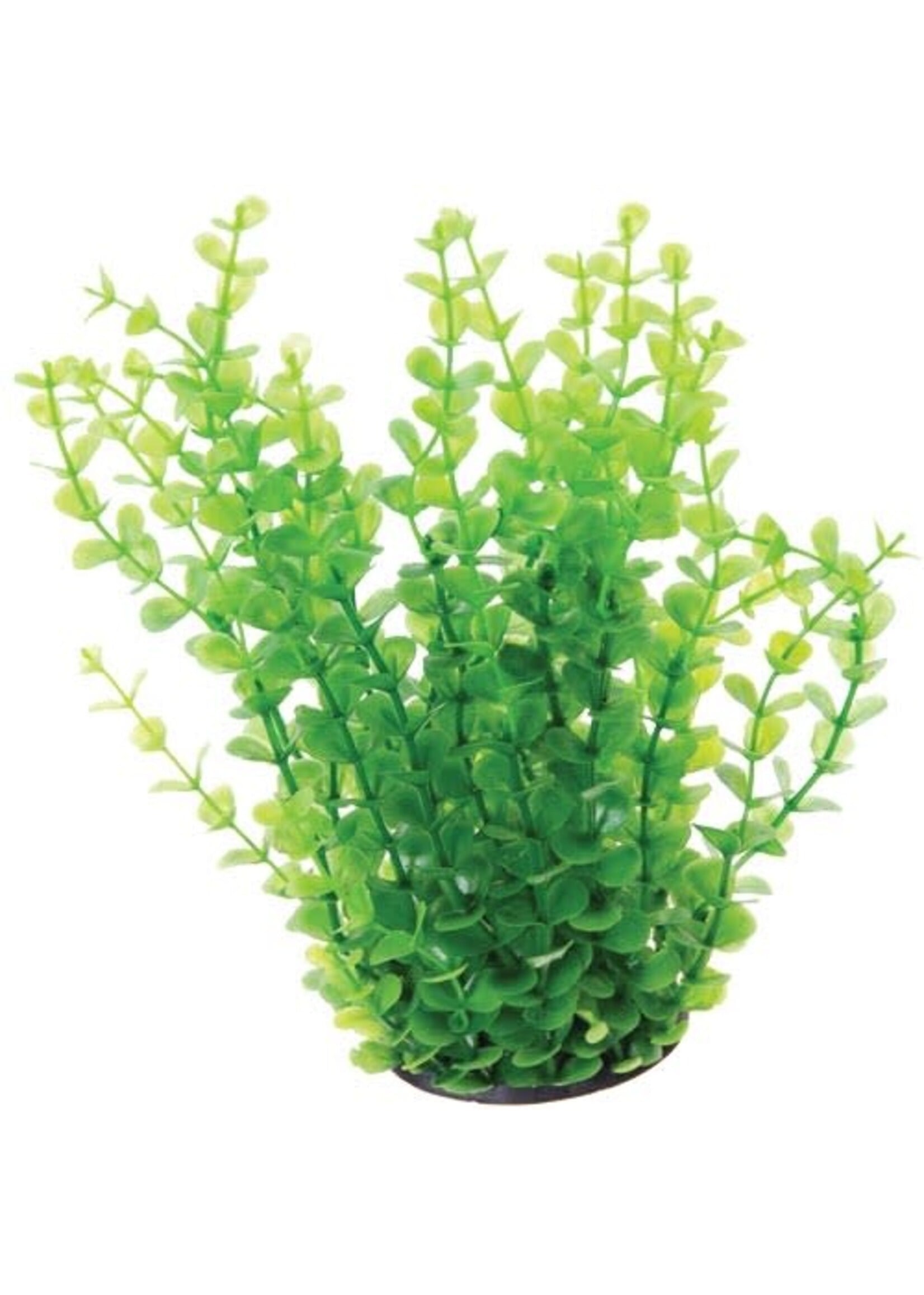 Underwater Treasures UT GREEN MONEYWORT 10"