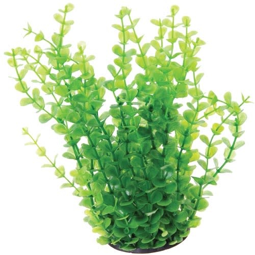 UT GREEN MONEYWORT 10"