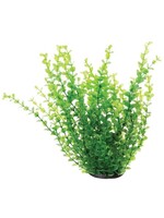 Underwater Treasures GREEN MONEYWORT 12"