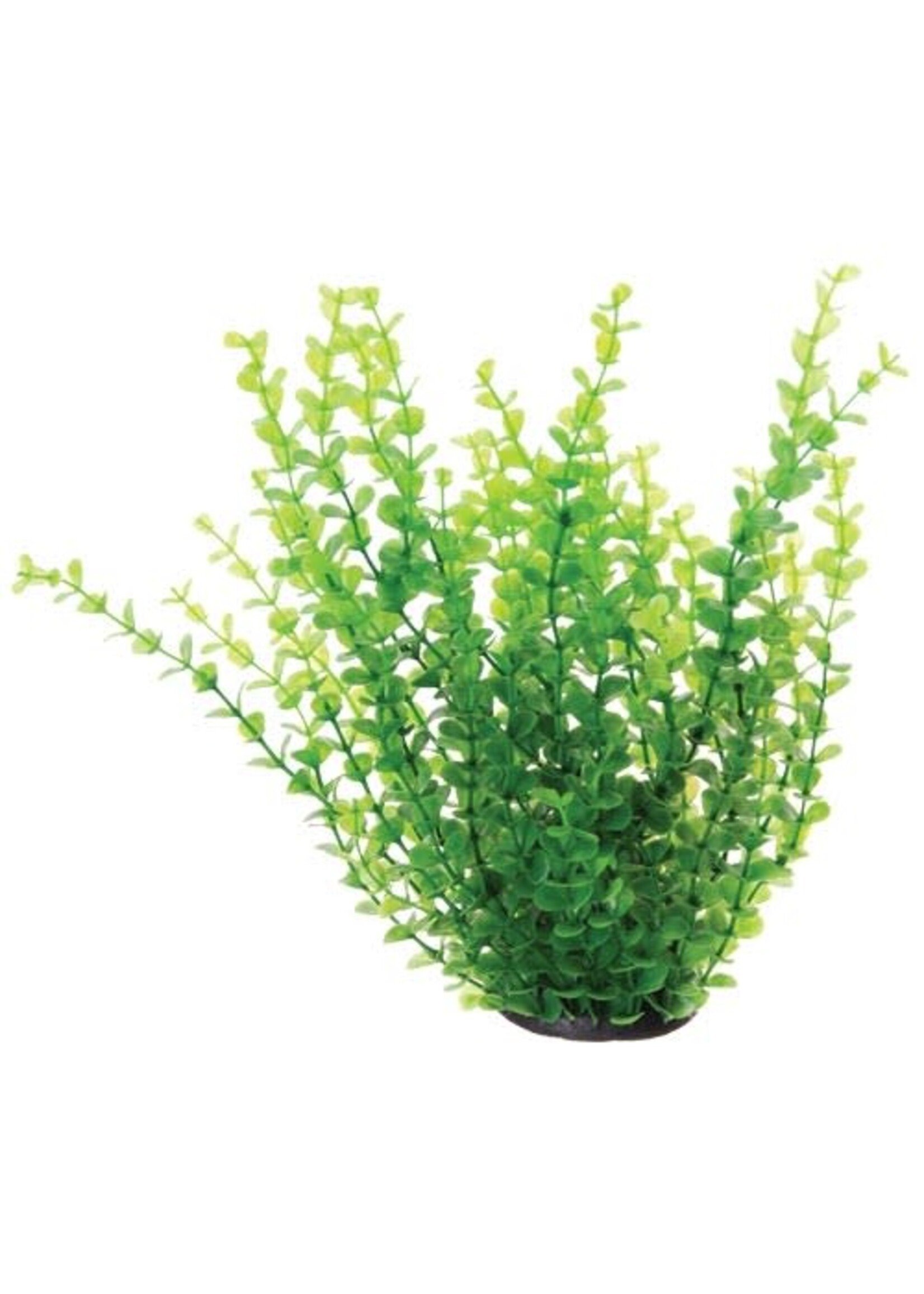 Underwater Treasures GREEN MONEYWORT 12"
