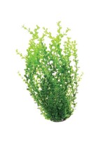 Underwater Treasures UT GREEN MONEYWORT 16"