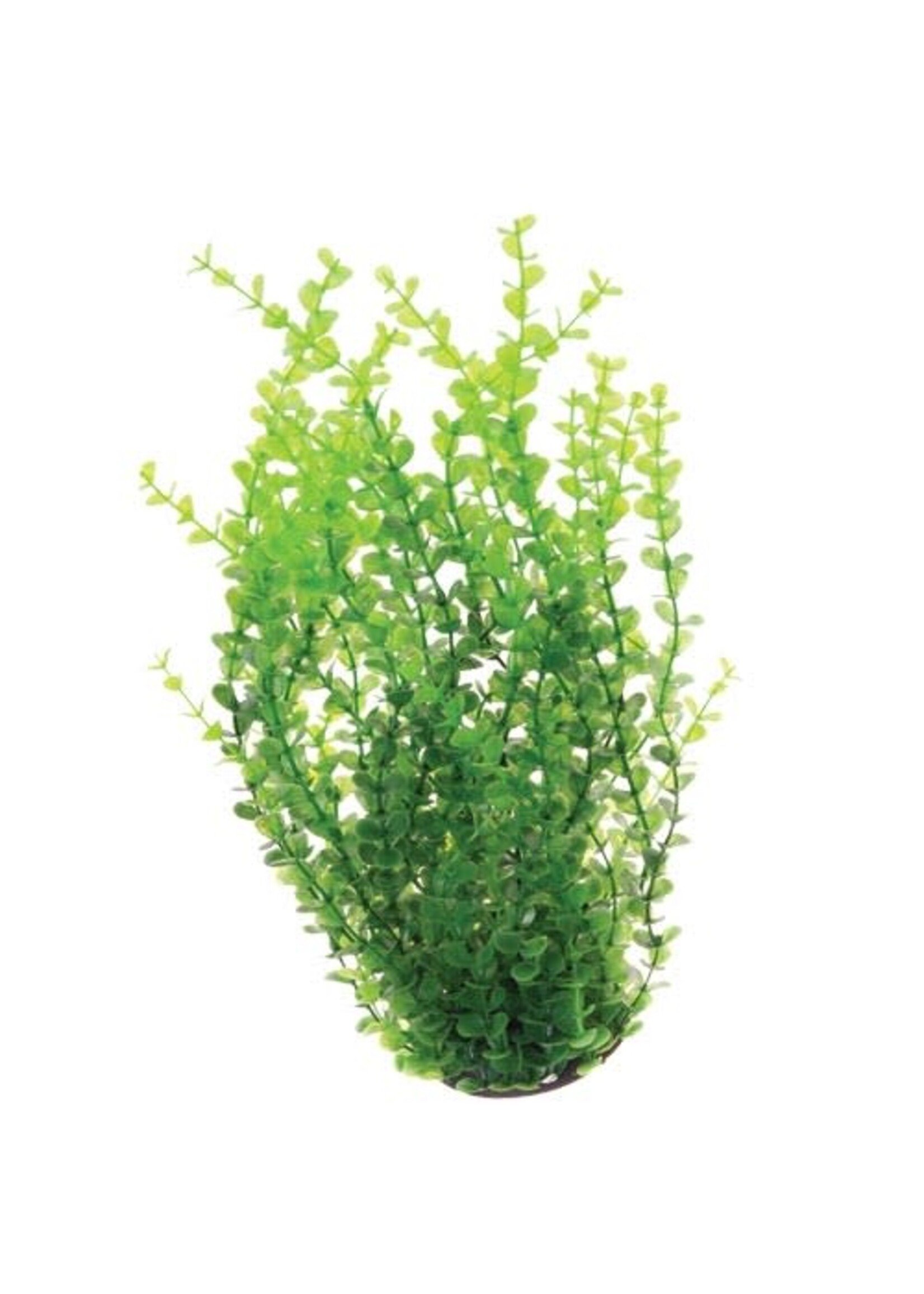Underwater Treasures UT GREEN MONEYWORT 16"