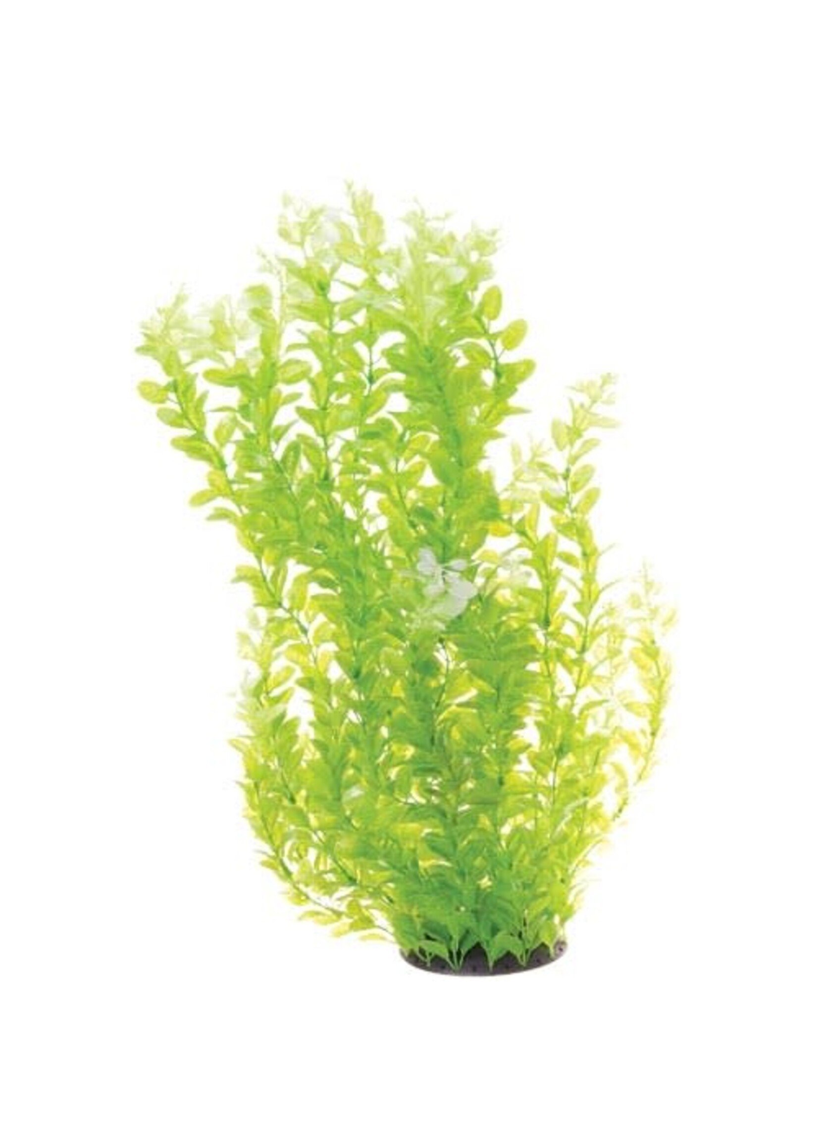 Underwater Treasures CARDAMINE WHITE TIPPED 24"