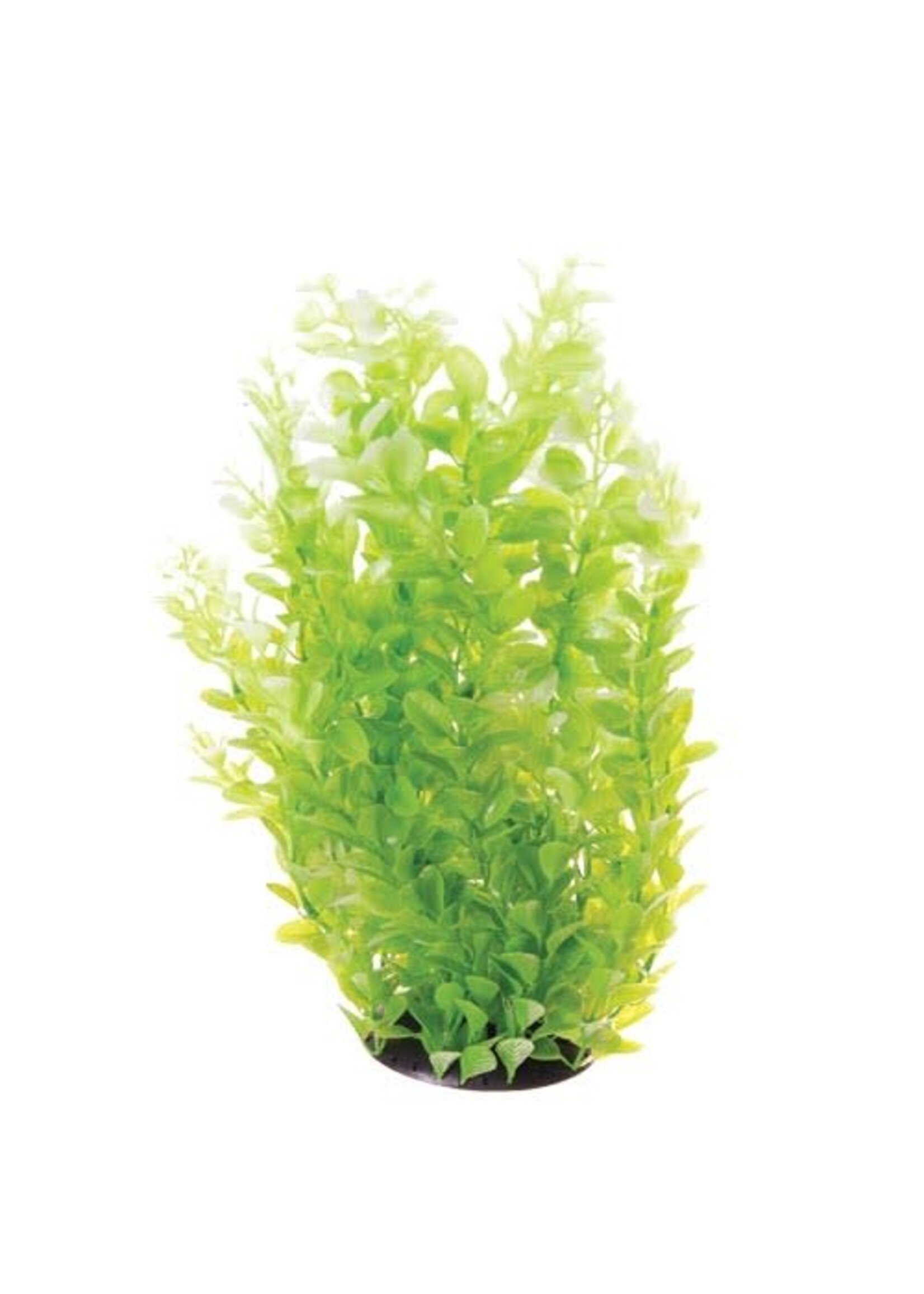 Underwater Treasures CARDAMINE WHITE TIPPED 16"