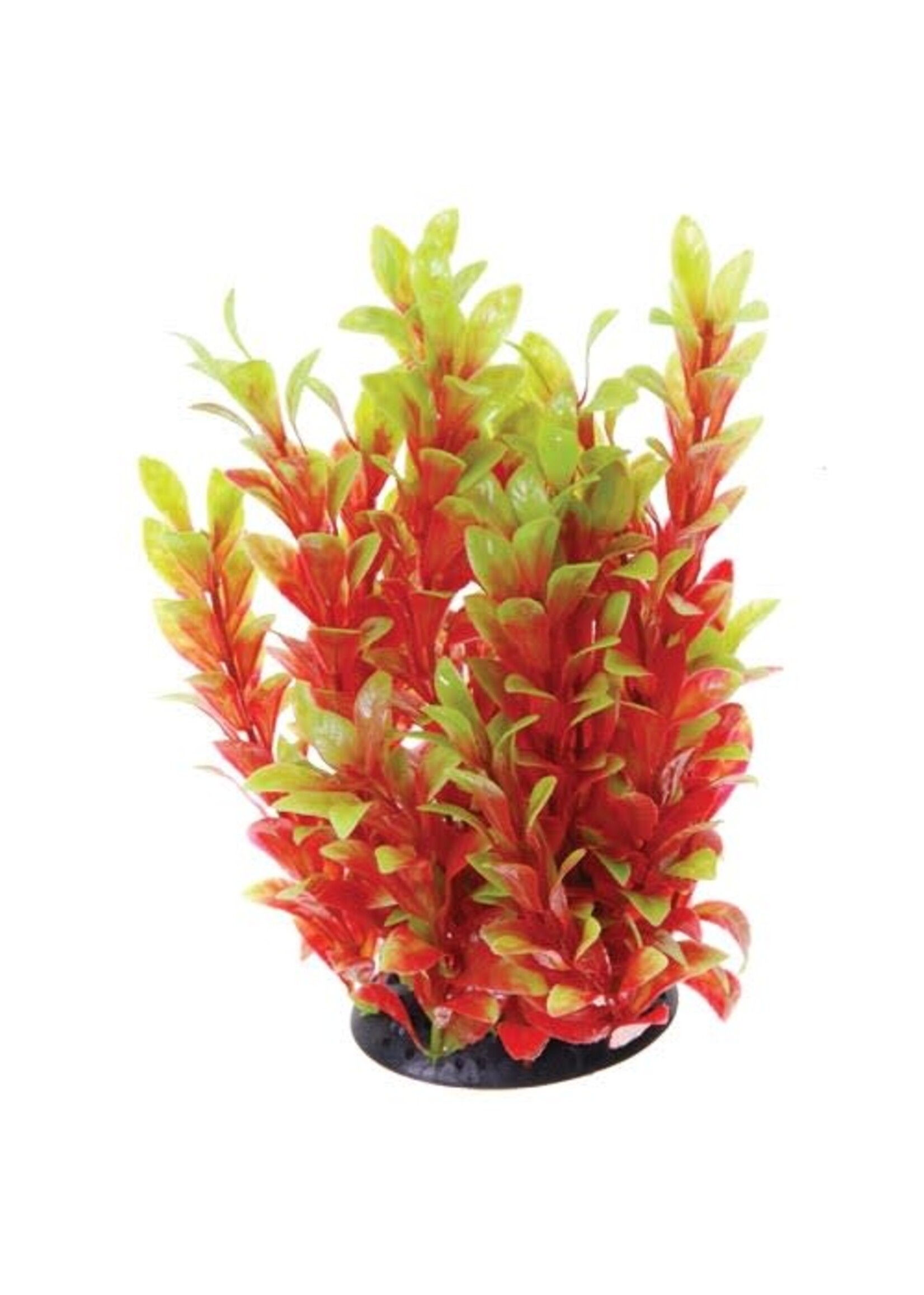 Underwater Treasures LUDWIGIA RED 12"