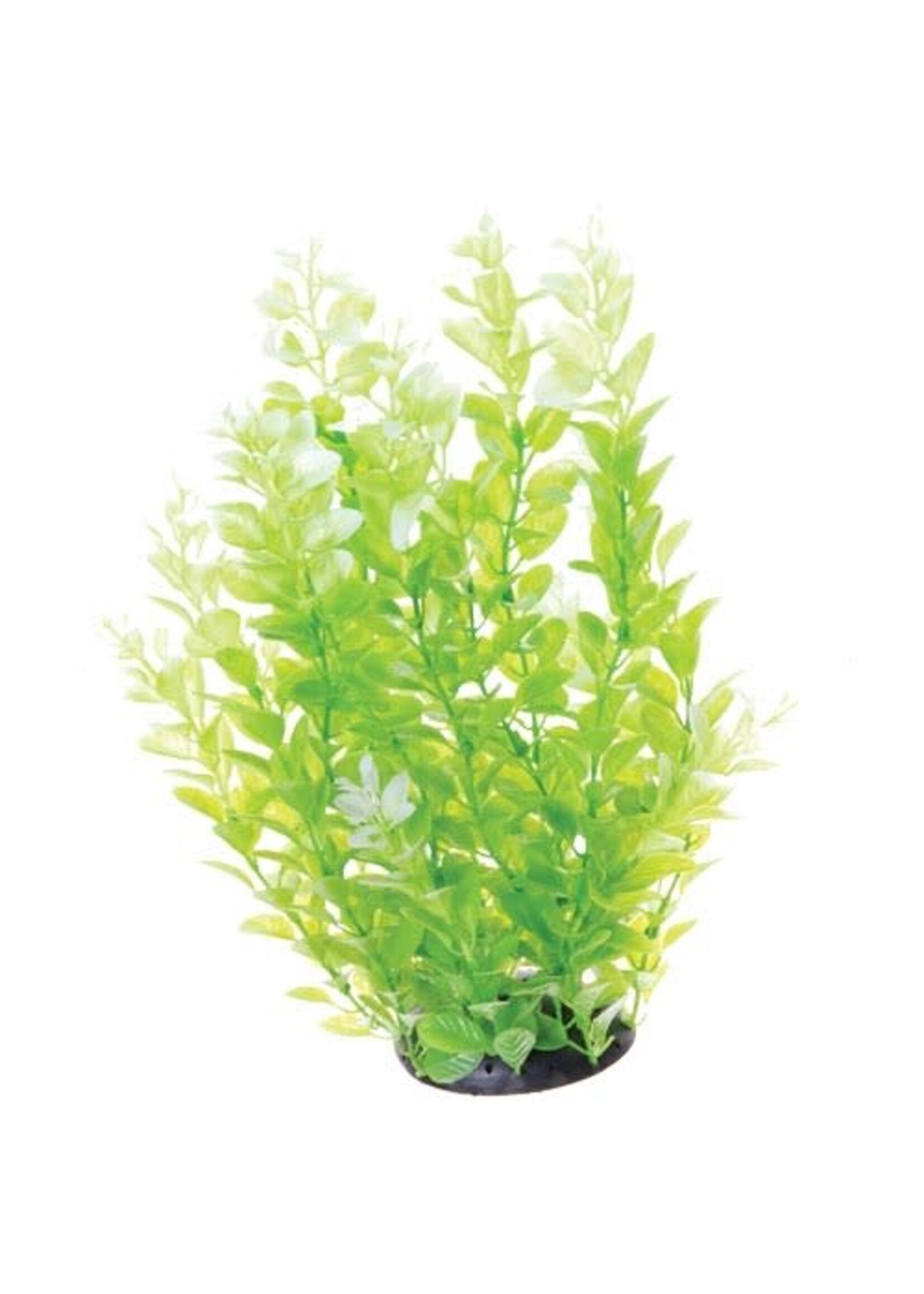 Underwater Treasures UT CARDAMINE WHITE TIPPED 12"