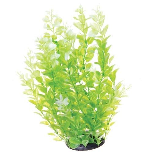 UT CARDAMINE WHITE TIPPED 12"
