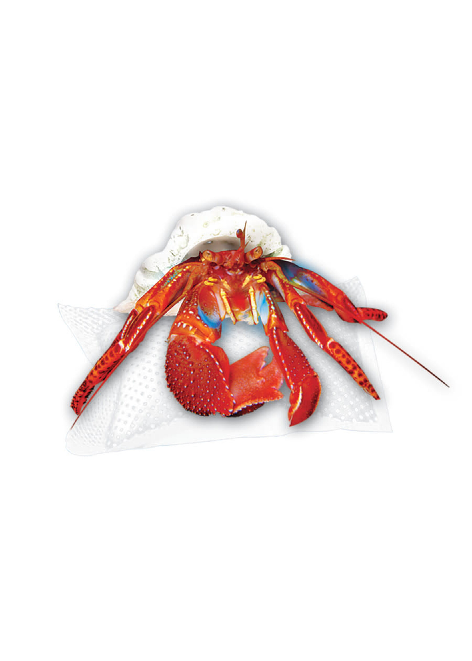 Zilla WATER PILLOW CRICKET 6 PK