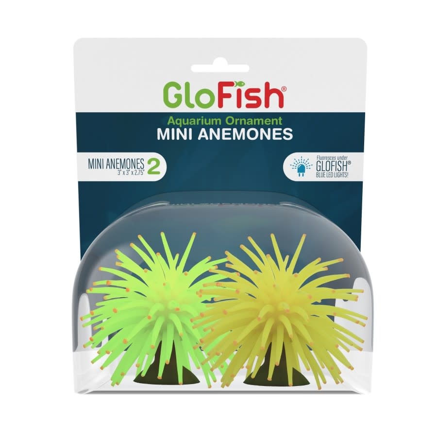 GLOFISH MINI ANEMONE