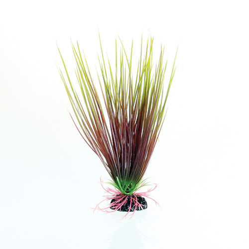 RED/GREEN HAIRGRASS 8IN