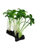 Komodo SPROUT PLANT