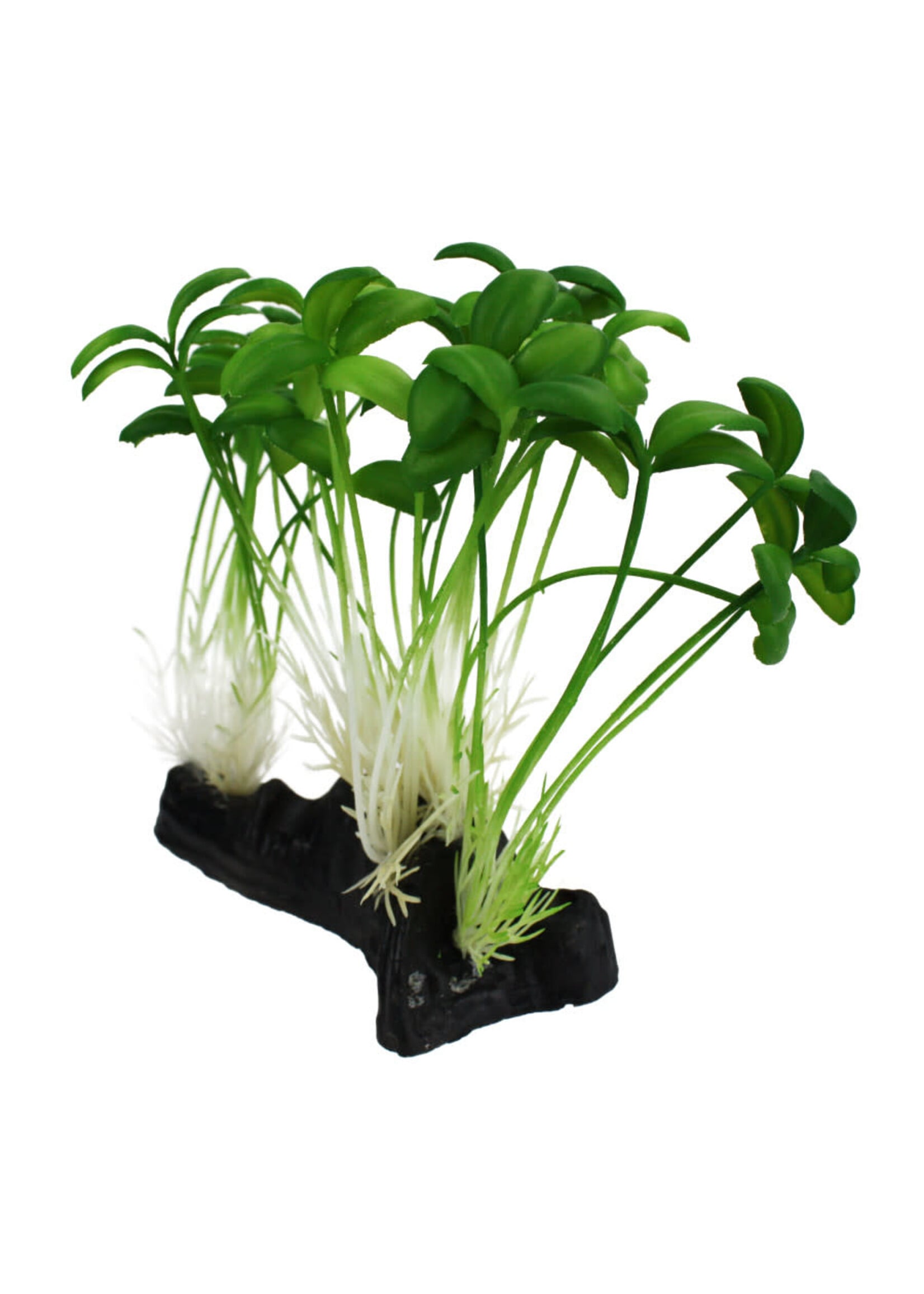 Komodo SPROUT PLANT