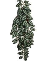 Komodo ZEBRINA HANGING PLANT LG