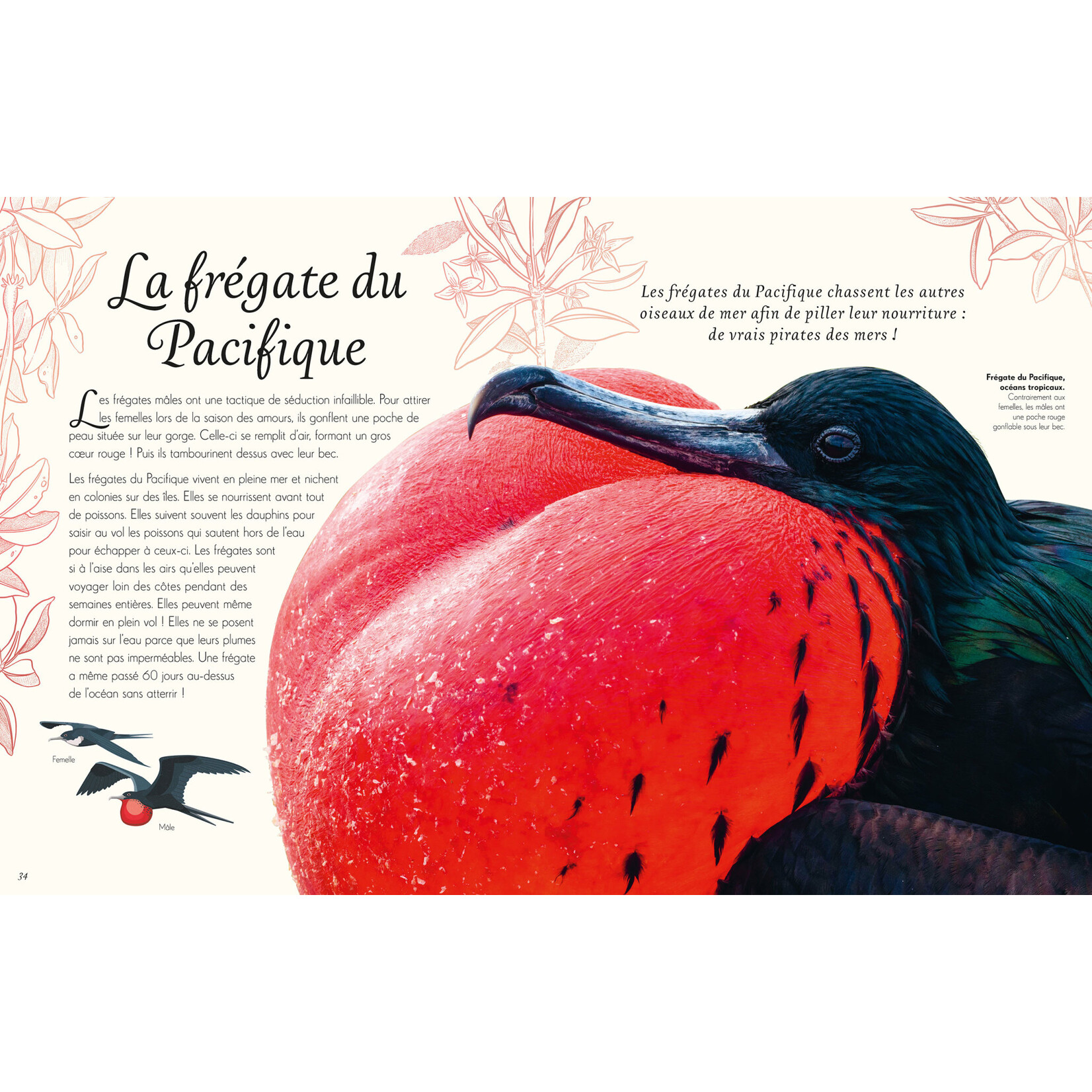 Hurtubise (Éditions) EDITIONS HURTUBISE - Anthologie illustrée des oiseaux