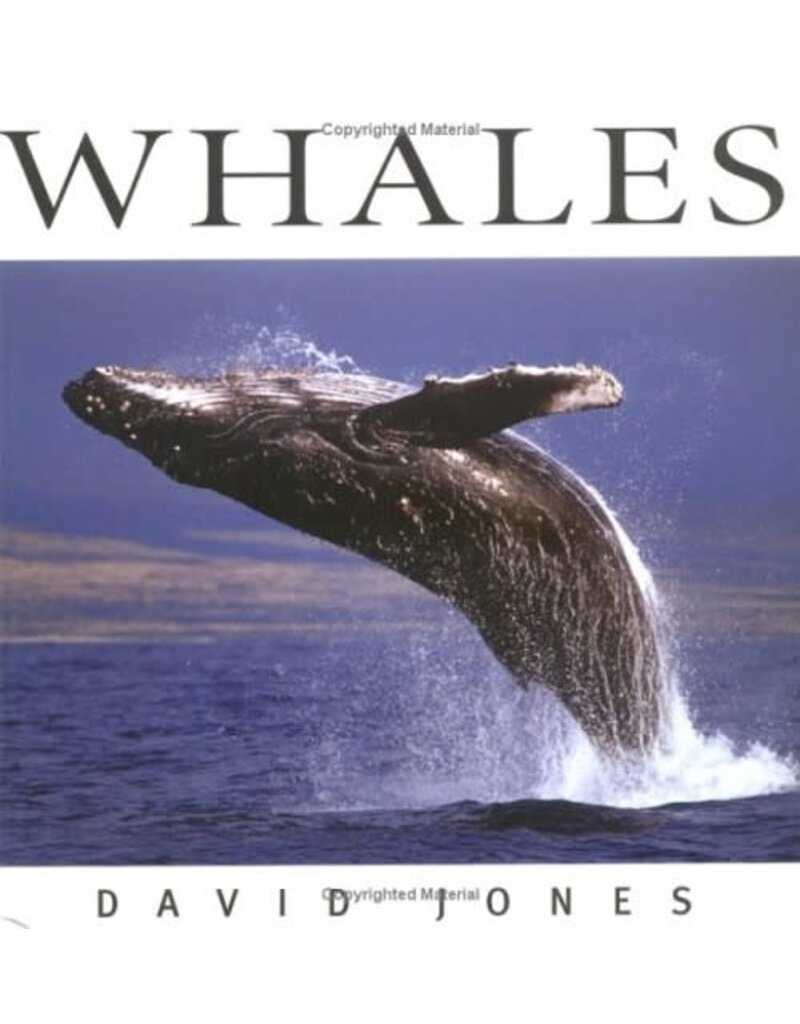 P R Dist. Whales  - David Jones