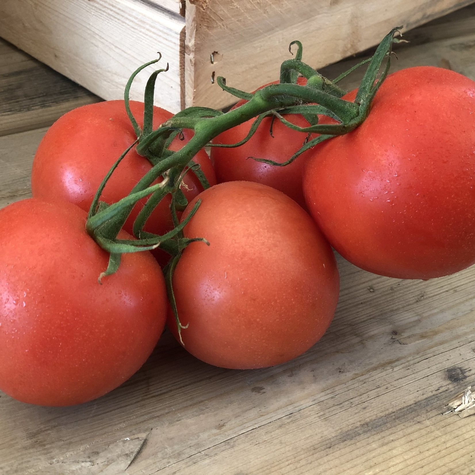Tomates de Serre (panier)