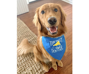 Salty sales dog bandana