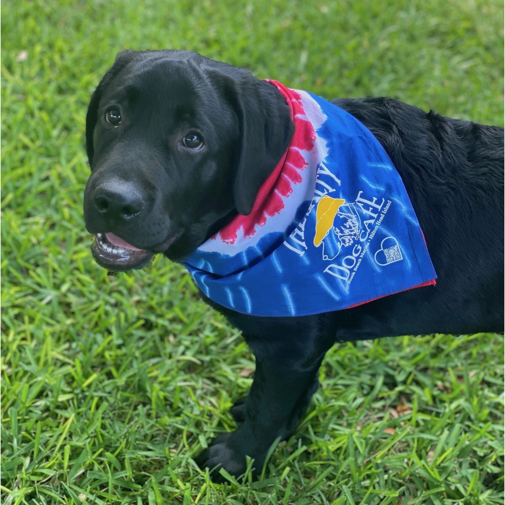 Dog Bandana  Warbird Shirts