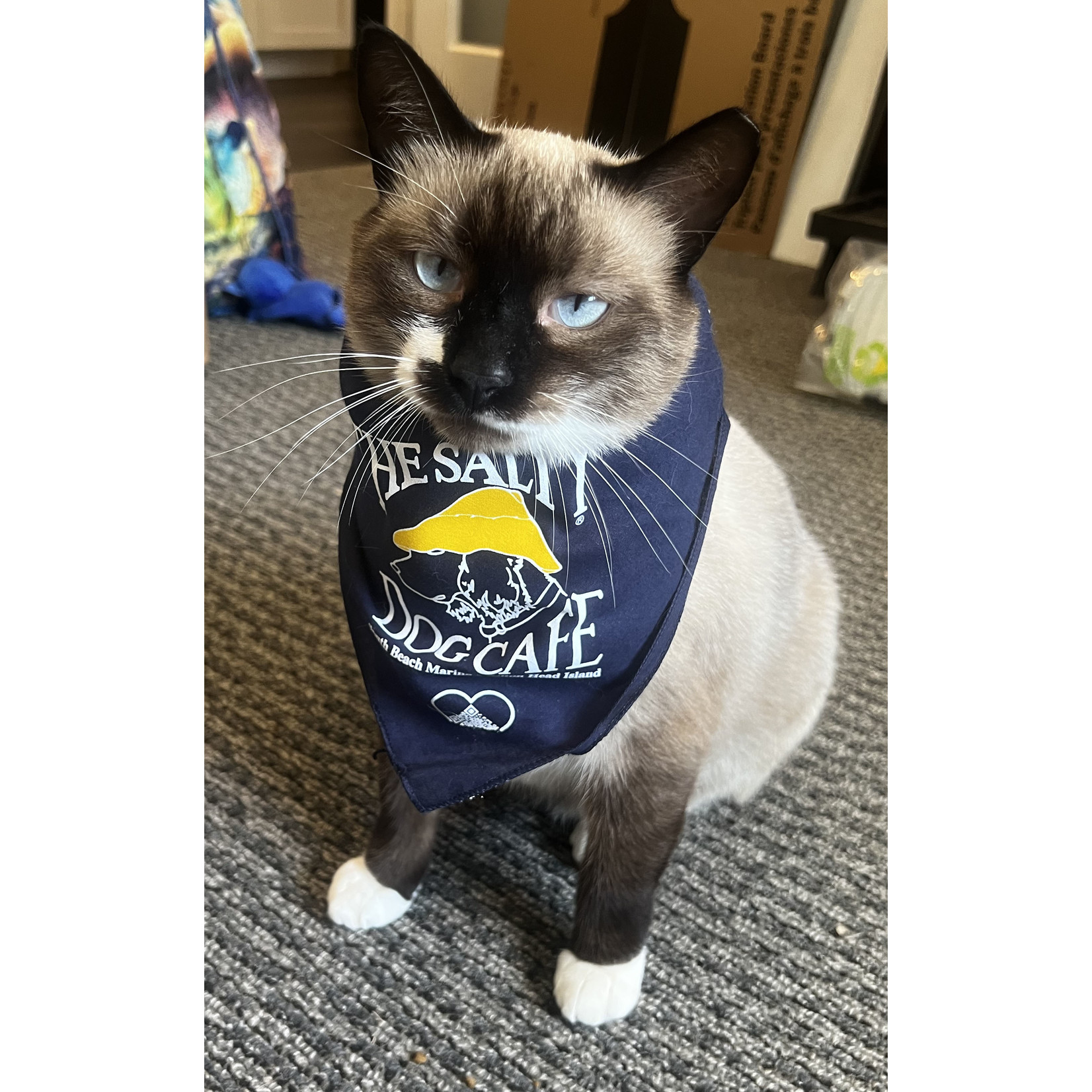 cat saints jersey