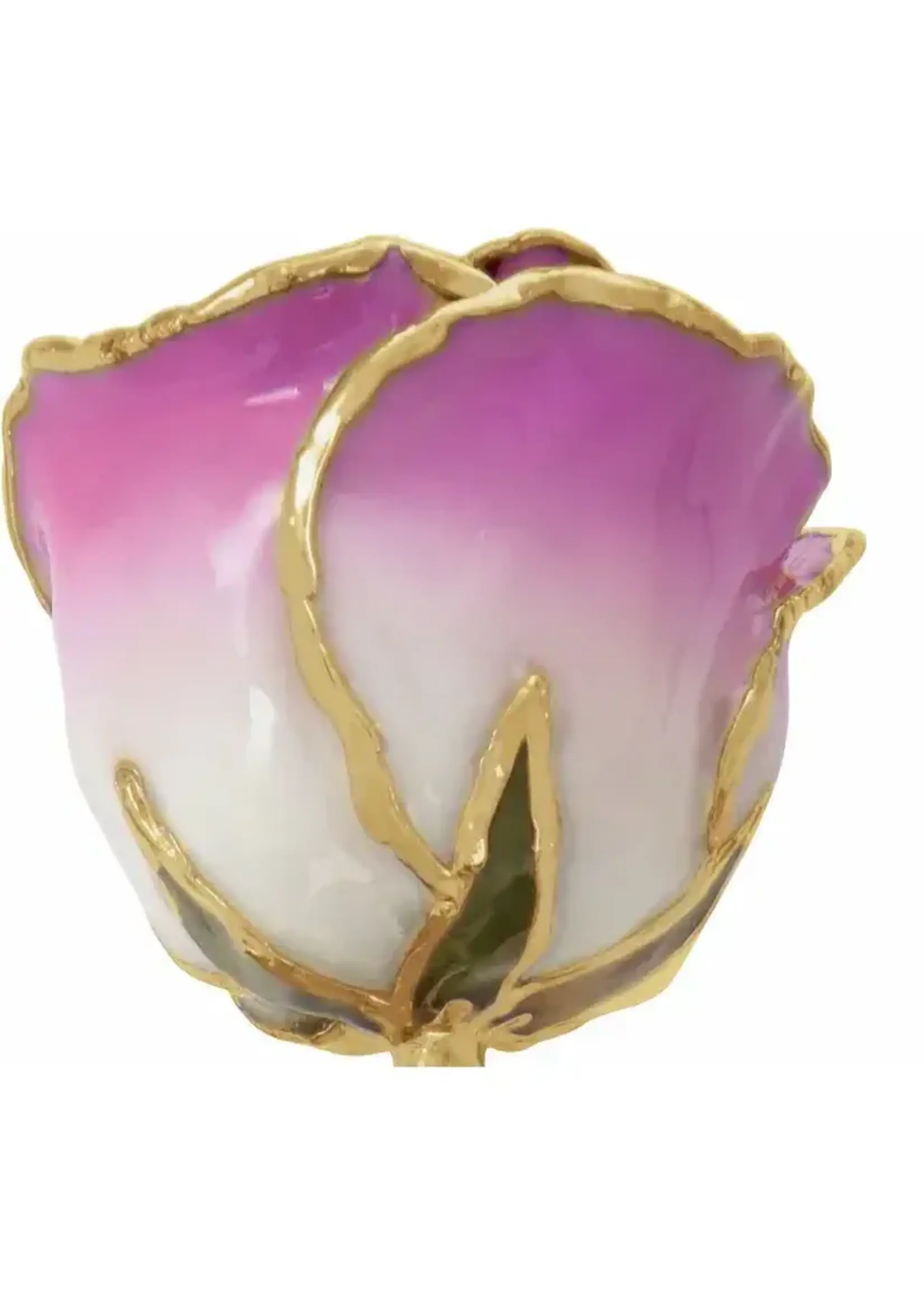 Vintage Real Rose Hand Dipped and Tipped