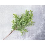 Veined Boxwood Bush, Green