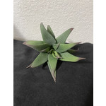 5" Agave Plant