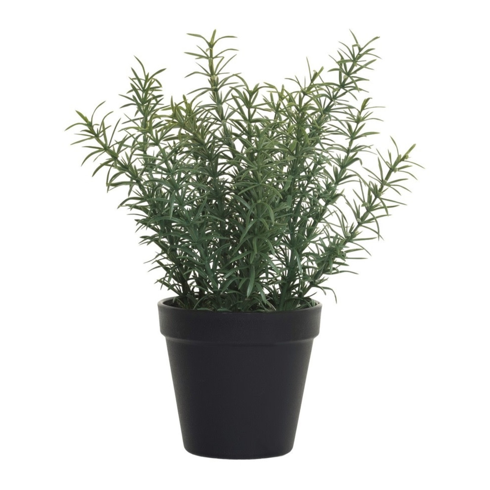 12" Potted Rosemary