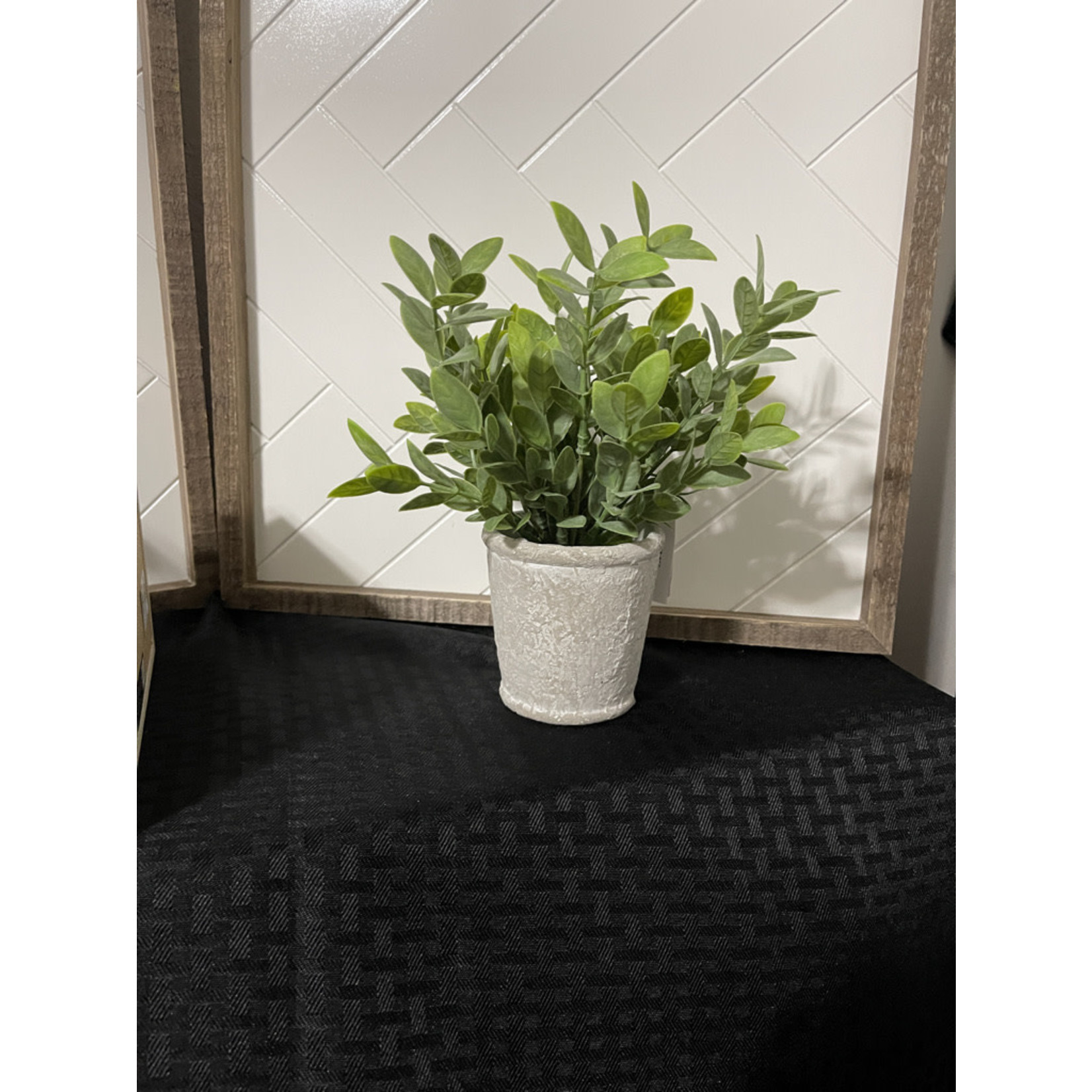 TJ MAXX Powder Tea Leaf In White Wooden Potted Plant