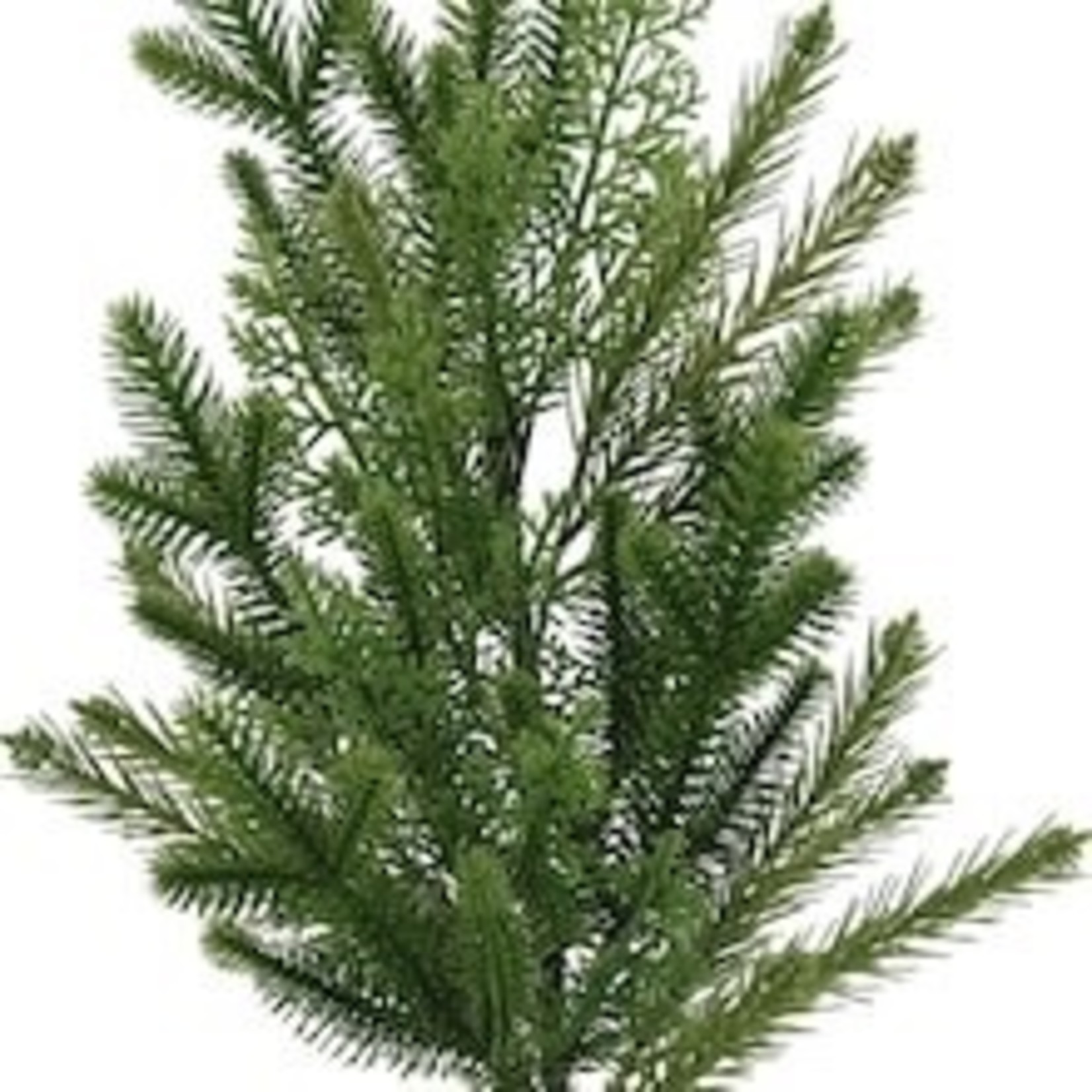 Evergreen Branch Stems- Multiple Pieces