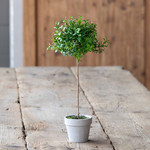 Boxwood Topiary Petite