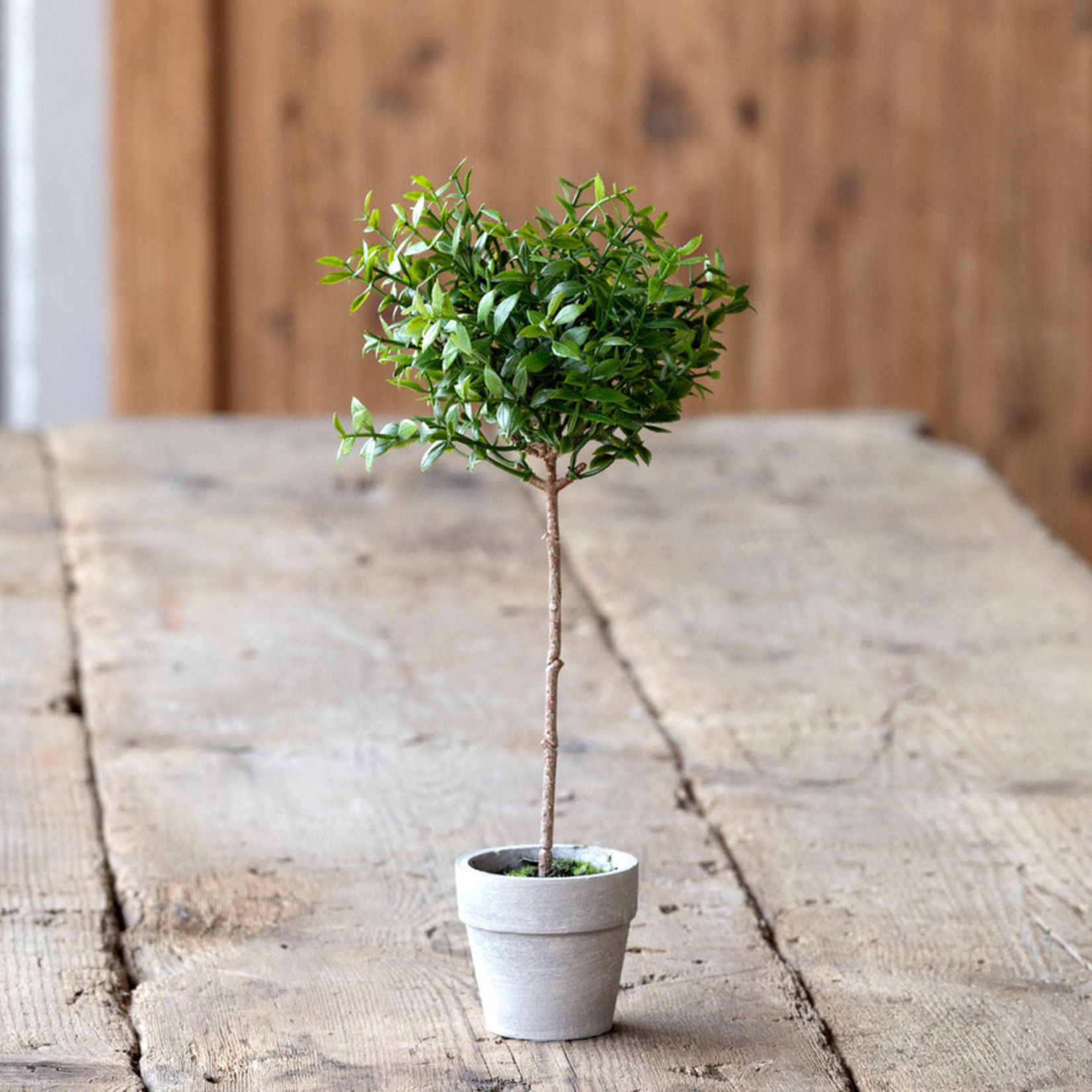 Boxwood Topiary Miniature