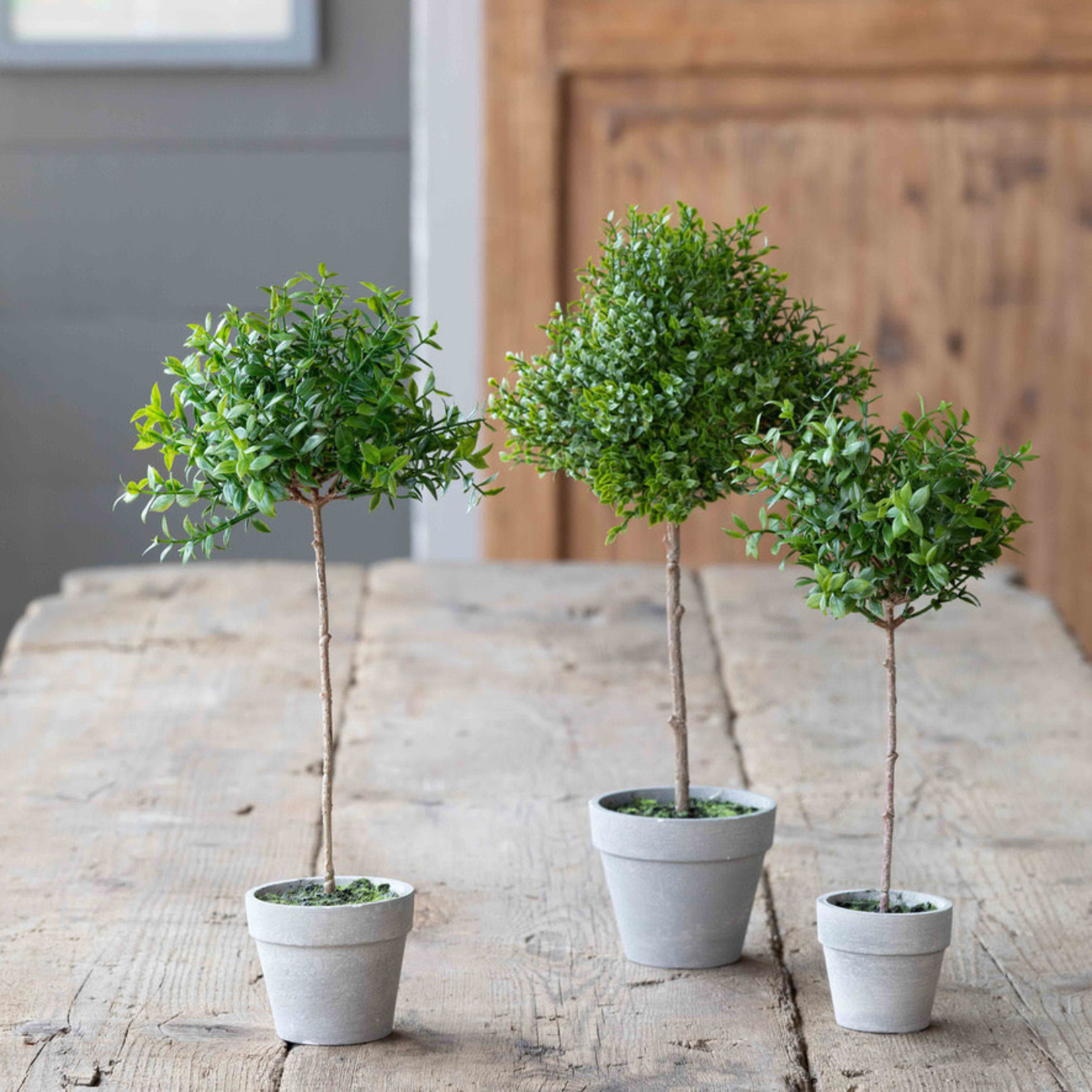 Boxwood Topiary Miniature