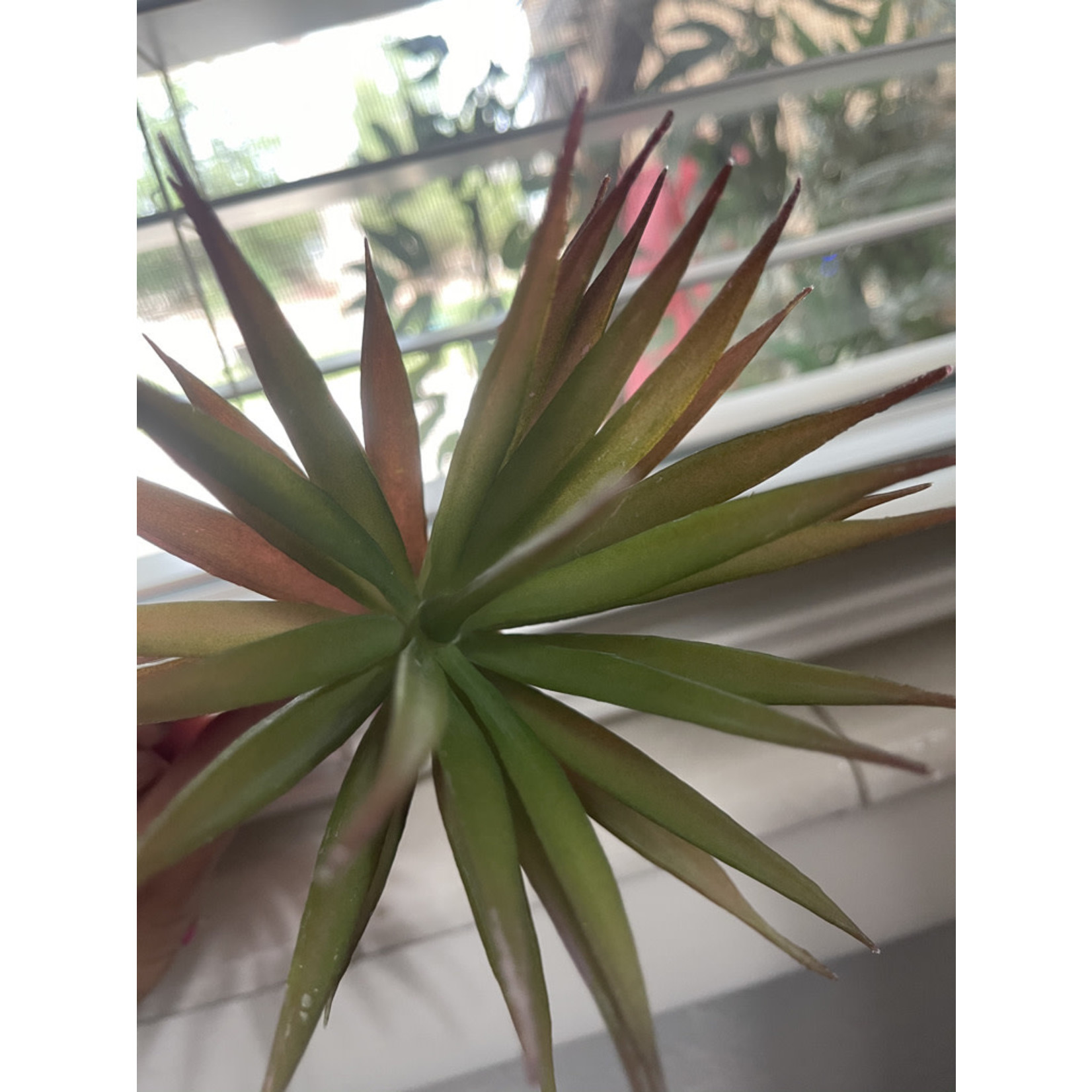 Green Succulent -Small Spray with Red Underneath