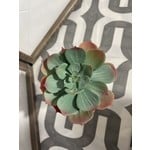 6" Echeveria Pick-Green/ Orange