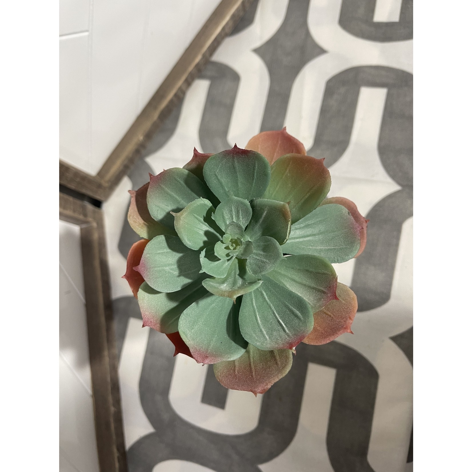 6" Echeveria Pick-Green/ Orange