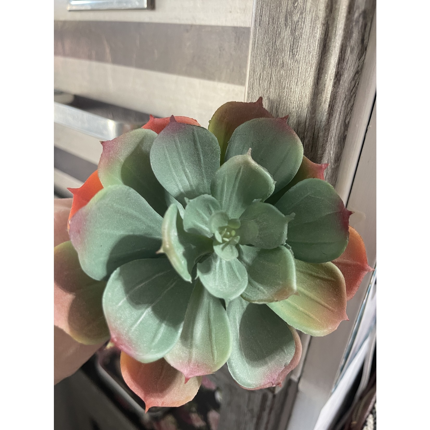 6" Echeveria Pick-Green/ Orange