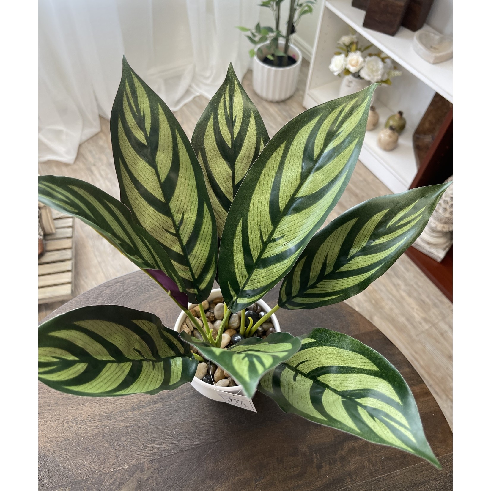 47th & Main Calathea Plant