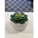 47th & Main Petras Perle Succulent - White Pot