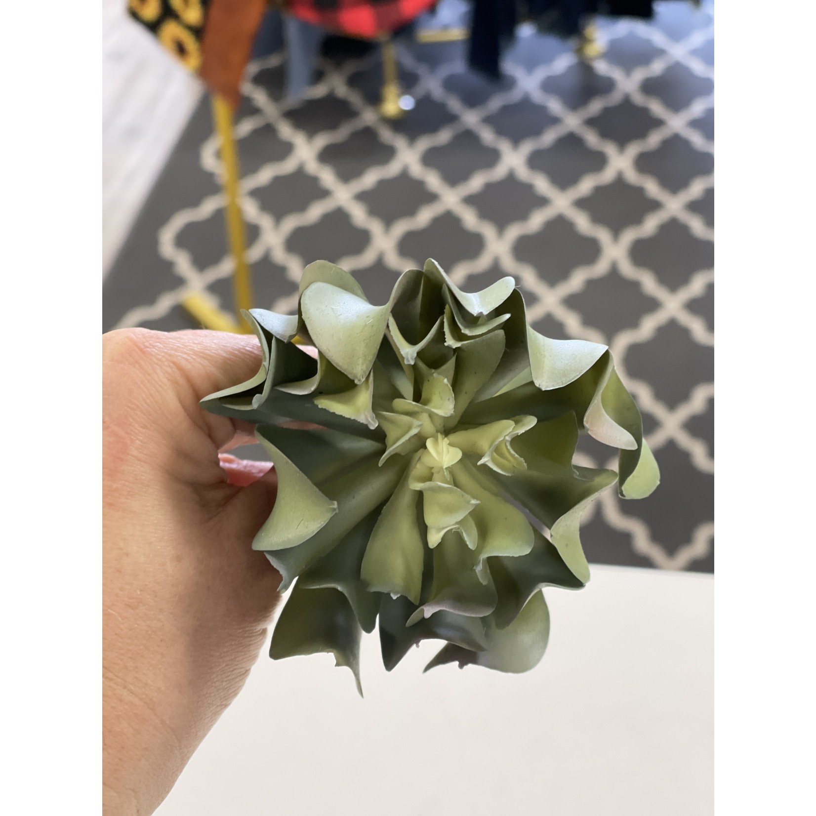 5" Echeveria Pick