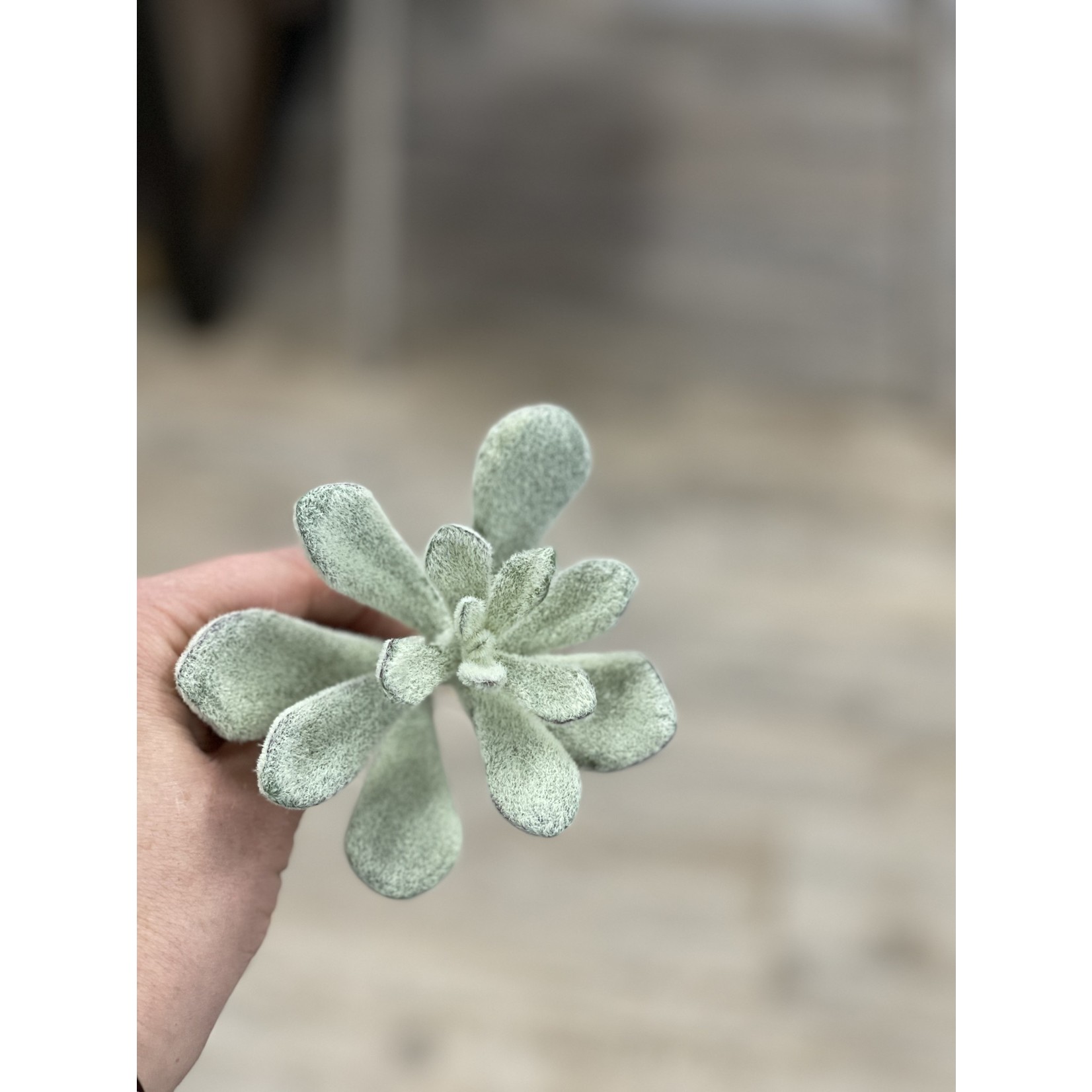 7" Flocked Succulent