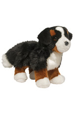 Stevie Bernese Mountain Dog